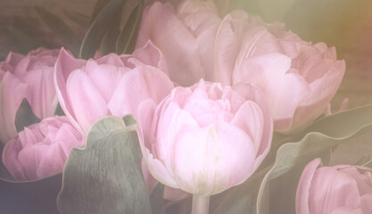Tulpen Bokeh pink rosa