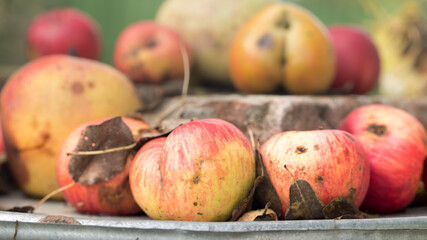 Autumn harvest of juicy and healthy apples