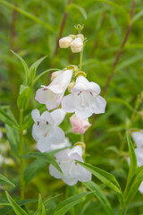 Penstemon 'White Bedder' - white flowers on green background