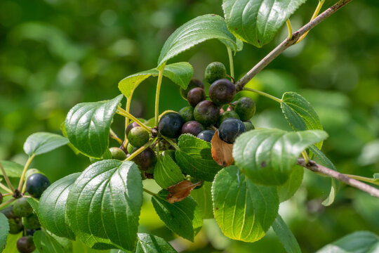 Glossy Buckthorn Berries Or Fruit Growing On The Bush In August