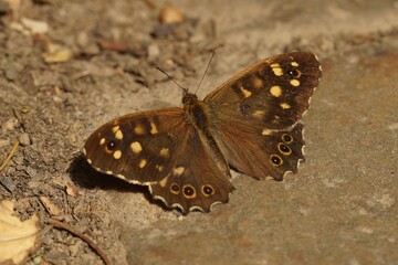 Closeup on the brown Speckled wood butterfly, Pararge aegeria , sitting on the ground with spread wings
