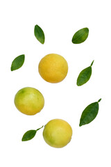 closeup the bunch ripe yellow green lemon fruit with green leaves and mint leaves on the white background.
