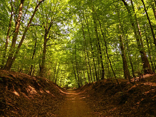 Wanderweg durch den Buchenwald Serrahner Wald in Mecklenburg-Vorpommern, Deutschland