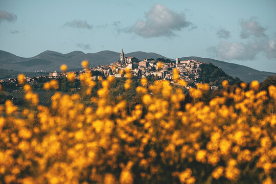 landscape with yellow flowers foreground of the town of todi in umbria, italy