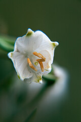 Fr&uuml;hlingsbl&uuml;her M&auml;rzenbecher nach dem winterlichen Schnee: Die gesch&uuml;tzte Pflanze auf einer gr&uuml;nen Naturwiese steht unter Naturschutz. Eine erste Nahrungsquelle f&uuml;r Insekten wie Bienen oder Wespen.