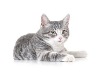 Funny small tabby gray kitten with beautiful big yellow eyes isolated on white background. Lovely fluffy cat is playing in studio.