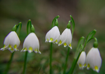 Fototapeta premium Frühlingsblüher Märzenbecher nach dem winterlichen Schnee: Die geschützte Pflanze auf einer grünen Naturwiese steht unter Naturschutz. Eine erste Nahrungsquelle für Insekten wie Bienen oder Wespen.