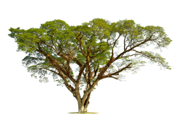 Tree on transparent picture background with clipping path, single tree with clipping path and alpha channel