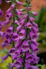 Flower of Digitalis Dalmation Purple - the foxglove or common foxglove