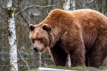 Fototapeta premium Close up big brown bear in spring forest