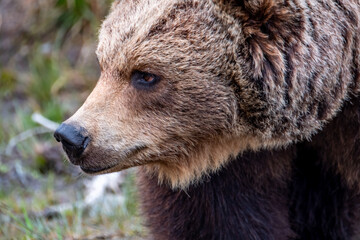 Close up big brown bear in spring forest