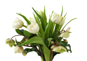 Beautiful bouquet of white tulips and green hellebore flowers isolated on white or transparent background