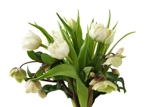 Beautiful bouquet of white tulips and green hellebore flowers isolated on white or transparent background