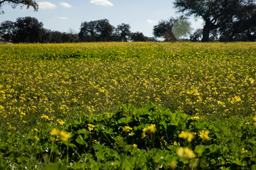 Fototapeta na wymiar field with yellow flowers on the grass and trees