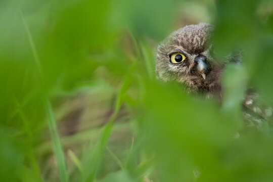 Fluffy little owl resting on grass