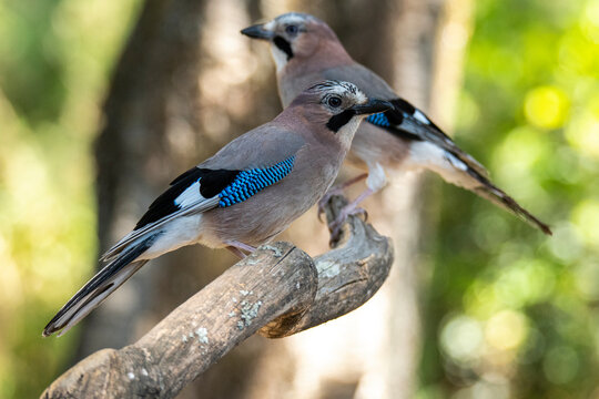 Cute pair of colorful birds sitting on branch