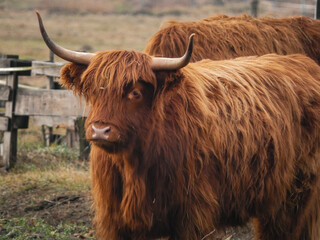 Scottish Highland cattle portait