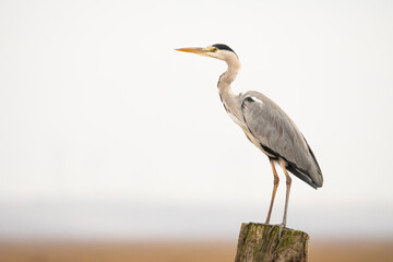 Gray heron perching on wooden post