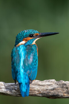 Adorable little blue bird resting on branch