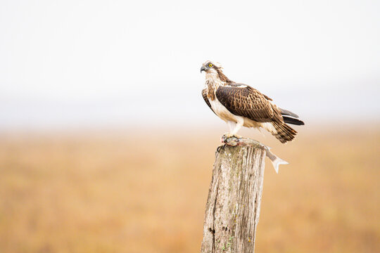 Hawk with dead fish sitting on stump