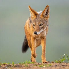 Black-backed jackal isolated against a neutral background in natural habitat