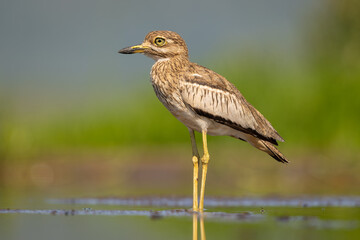 Water thick-knee in a natural habitat