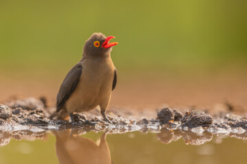 Red-billed Oxpecker drinking water  showing its beautiful red beak