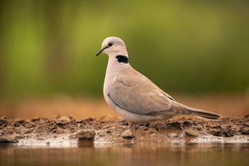 Cape Turtle dove sitting on the edge of the water