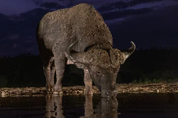 Foto auf Alu-Dibond African buffalo in the night at the watering hole © Wim