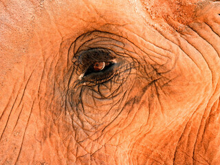 A captive elephant's eye up close