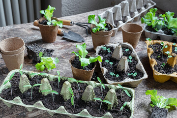 Reused egg trays as biodegradable pots for seedlings, sustainable home gardening and...