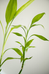 Some green leaves of a lucky bamboo plant and plain white background