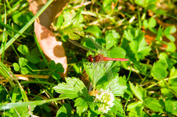 Dragonfly with two pairs of large transparent wings on green grass.