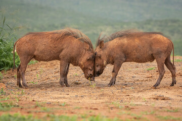 Warthogs going head to head in a natural environment