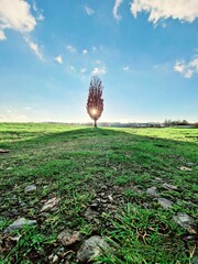 tree in the field