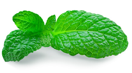 Fresh Mintha leaves isolated on the white background. Melissa, Peppermint leaf close up. Food ...
