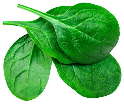 Pile Of Fresh Green Baby Spinach Leaves Isolated On White Background. Espinach Close Up. Flat Lay. Food Concept.