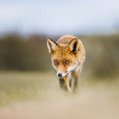red fox in the dunes
