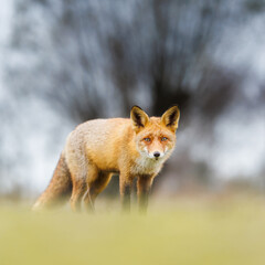 red fox in the dunes
