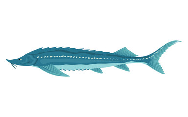 Fototapeta premium Fish sorts or types. Freshwater fish sturgeon. Hand-drawn color illustration of inland fish. Commercial fish specie