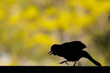 crow on the ground