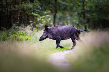 wild boar in a forest