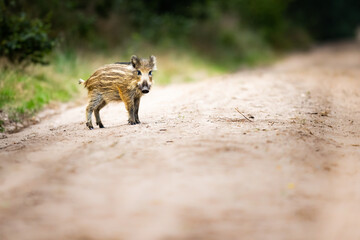 young wild bore