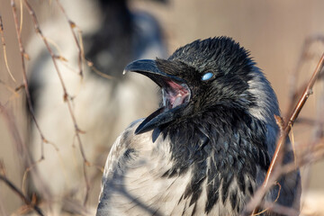 bird on a branch