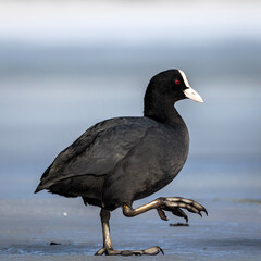 crow on the beach