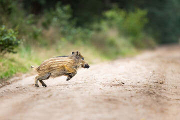 young wild boar