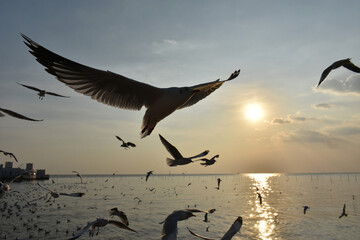 The silhoette flock of sea gulls spread wings when flying under the twilight time,Bangpu recretion center Thailand