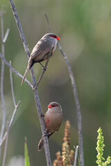 Estrilda astrild - Common Waxbill - Astrild ondulé