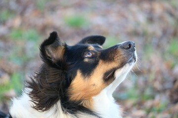 Border collie