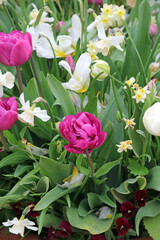 Pink and white tulips, Derbyshire England
